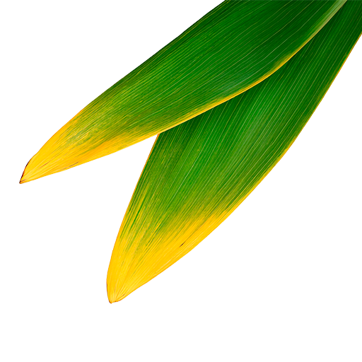 Pelican tours Preview